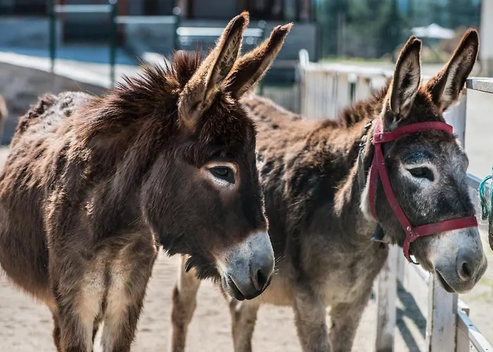 Otel Wine & Chukara 4*